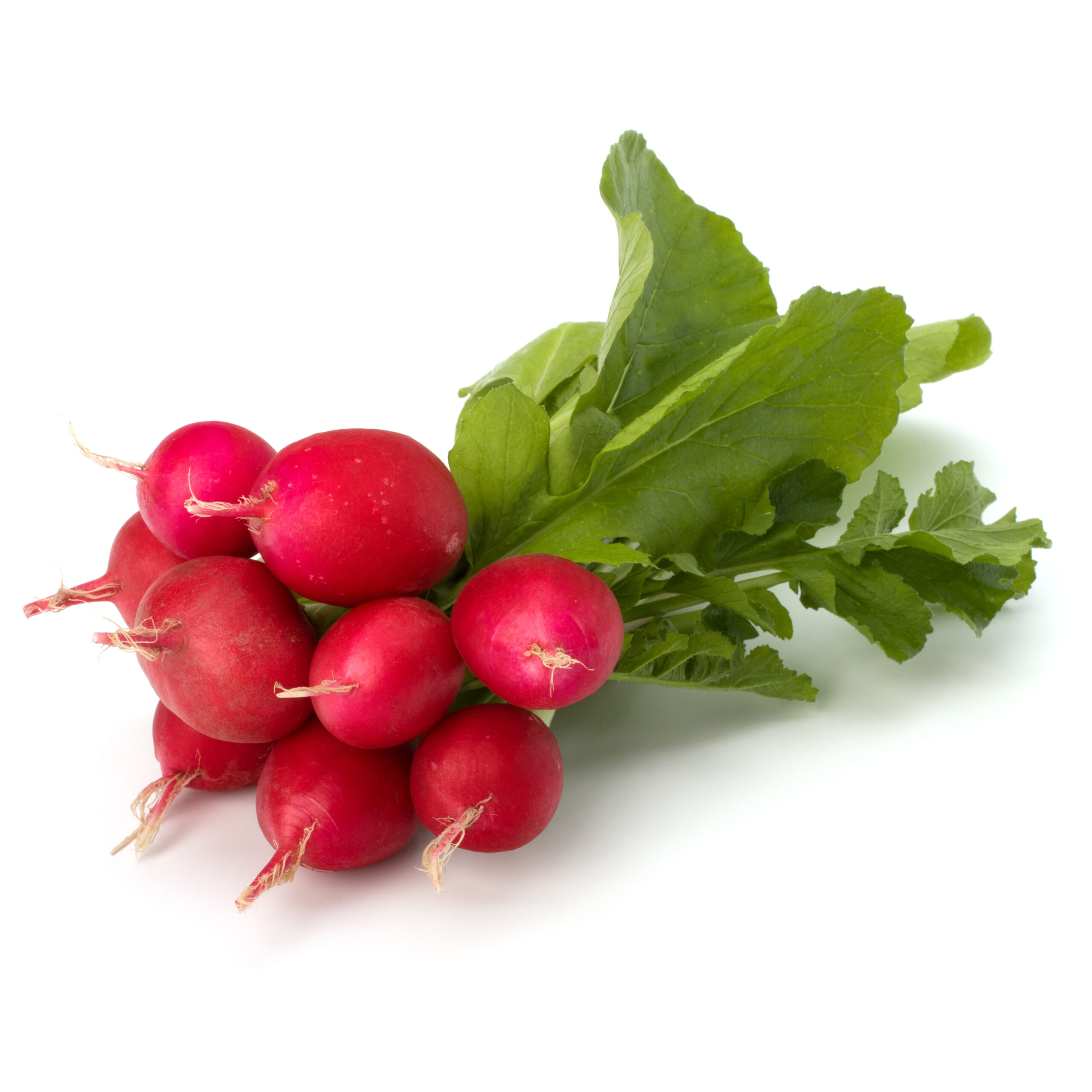 Small garden radish