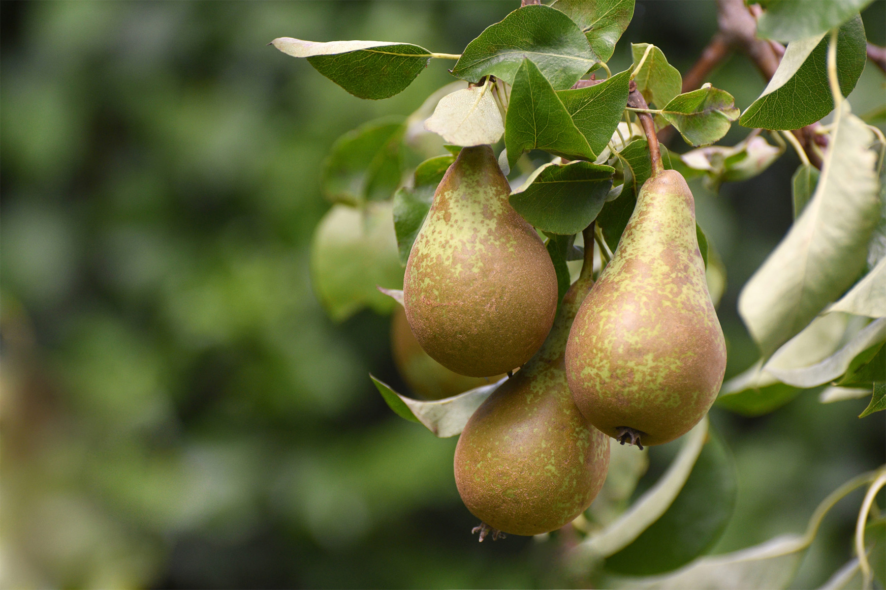 pear-hero